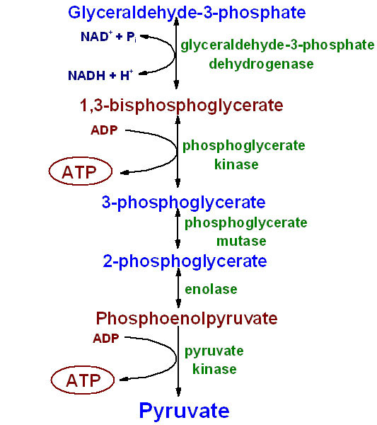 GLYCOLYSIS PART 1: MULTIPLE CHOICE QUESTIONS